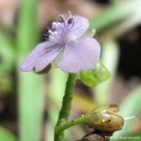 Murdannia simplex (Vahl) Brenan